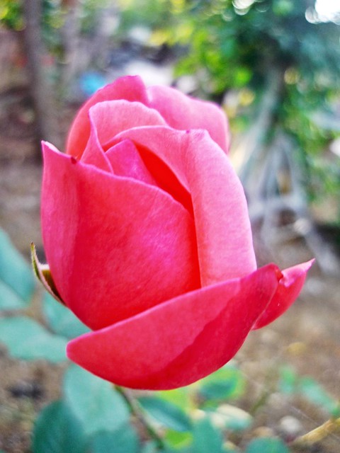 Ultra rose.