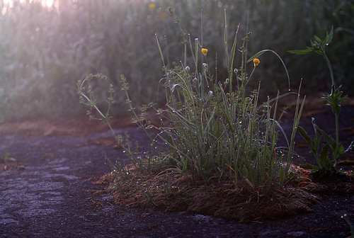street morning rain sunrise spring meadow wiese dew tau sonnenaufgang morgen regen frühling strase
