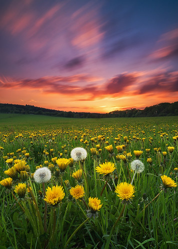 longexposure flowers sunset flower sonnenuntergang sony meadow blumen kassel löwenzahn hawkbit sonya7r