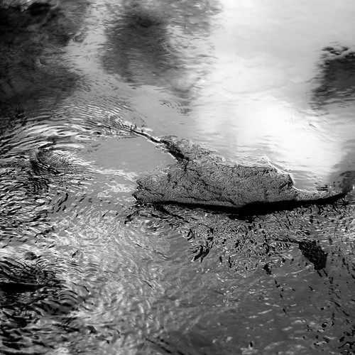 summer blackandwhite bw abstract blur reflection water monochrome rock stone forest square landscape blackwhite woods nikon stream quiet dof natural ripples d5000 brownfamilyenvironmentalcenter noahbw