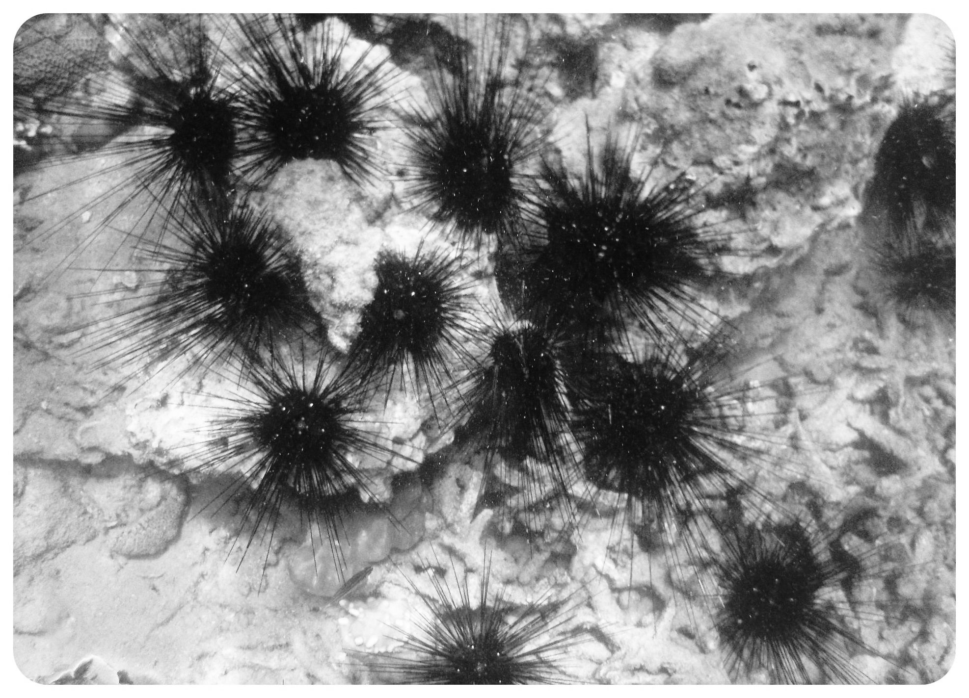 sea urchins thailand