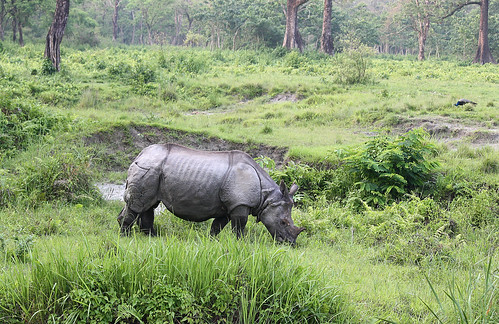 rhino sanctuary westbengal jaldapara hollong