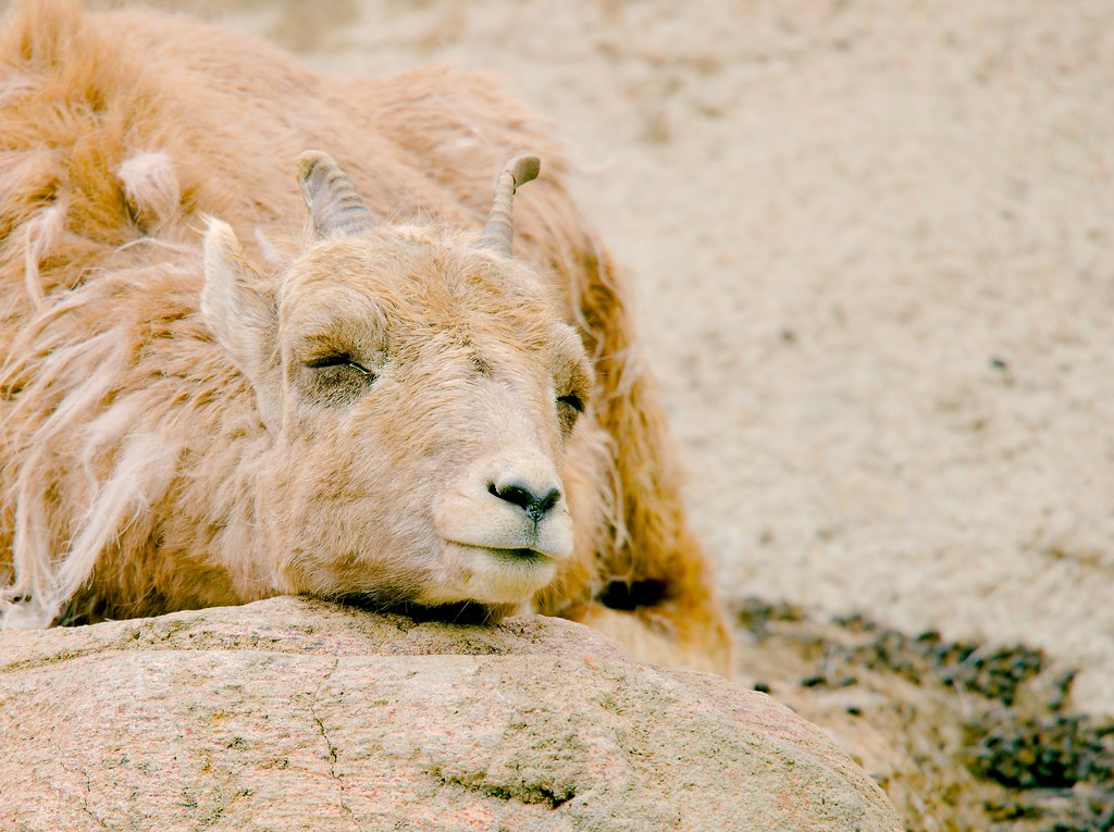 Bighorn Sheep (Ovis canadensis)_2
