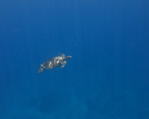 放慢速度，保持安全距離，才能欣賞到海龜在海中飛翔的自然姿態。 圖片來源: 蘇烝民