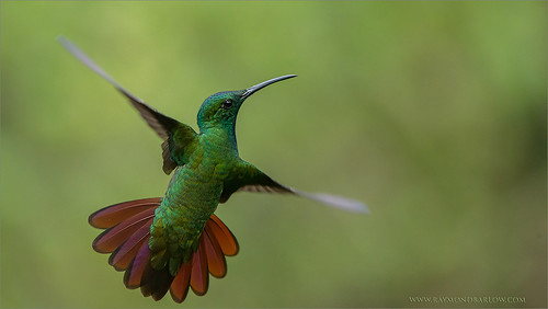 travel costarica hummingbird wildlife ngc npc birdinflight phototours raymondbarlowphototours