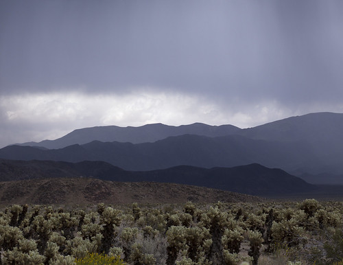 cactus rain desert stormyweather desertstorm joshuatreenationalpark