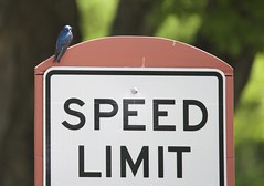 Speed Limit!