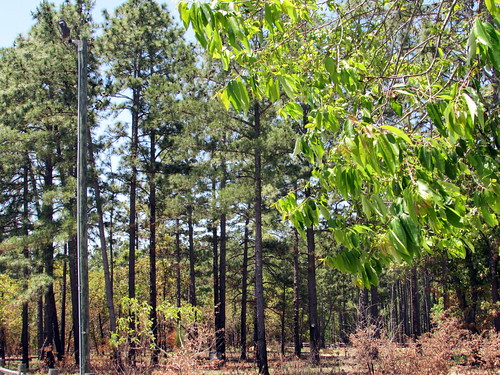 statepark park trees tree nature nc natural scenic northcarolina greenery elizabethtown bladencounty joneslakestatepark