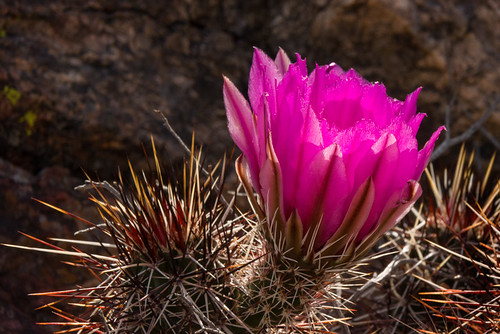 flora cactus arizona nature flowers poachiepass states wickiup usa