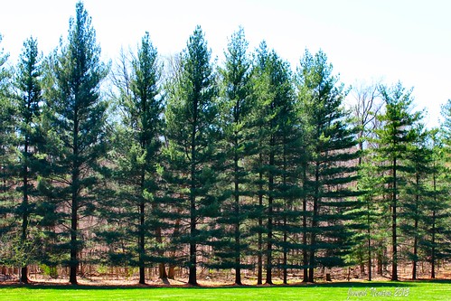 trees sky color colour green nature pine forest canon landscape photo spring border indiana april sunlit pinetrees 2015 joenewton hardinsburg