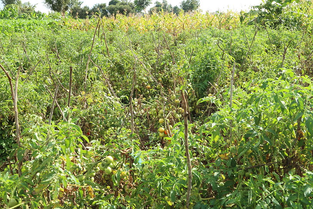Ripe Tomatoes in the field (Photo credit: IITA/Jonathan Odhong’)
