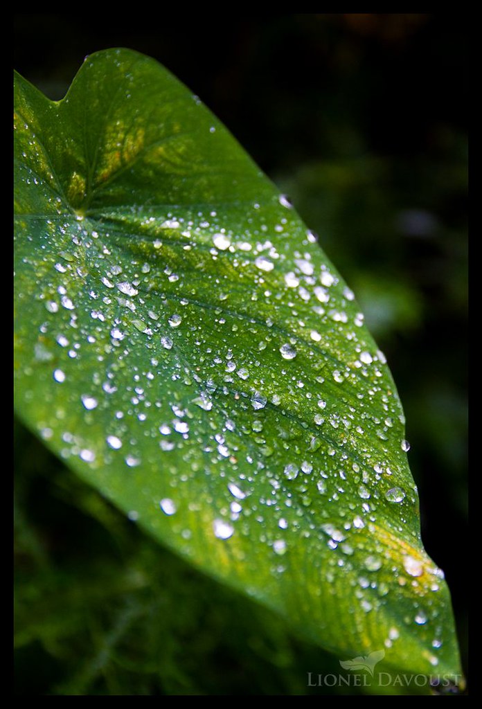 Leaf dew