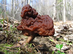   brain mushroom  
