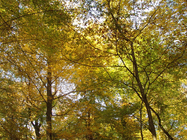 200810120132_autumn-walk-woods