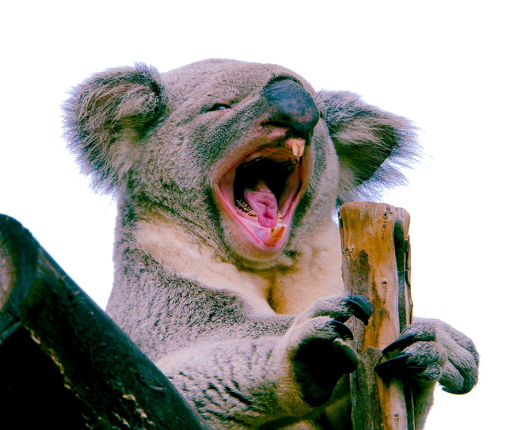 Koala (Phascolarctos cinereus)_28