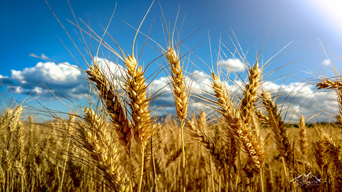verde wheat harvest catalonia cosecha catalunya flour trigo bages manresa