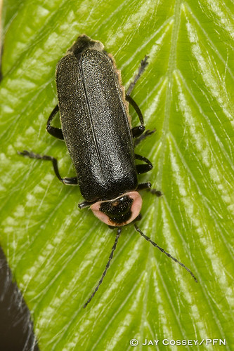 indiana firefly naturephotography macrophotography martincounty insecta coleopterabeetles butlersfarm photographerjaycossey mickeymousebeetle