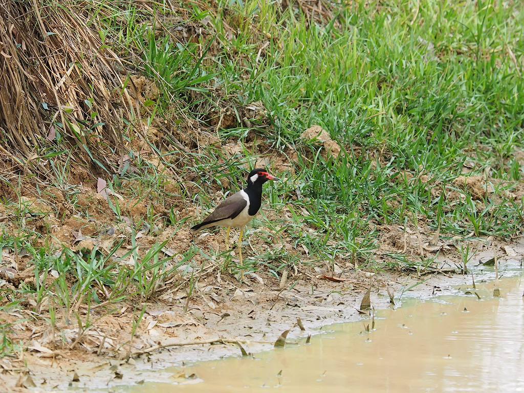 Птицы вьетнама названия Птицы вьетнама названия