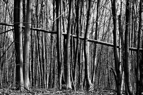 bw tree contrast forest line parcdumontsaintbruno