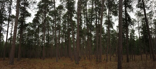 minnesota forest cfc redpine pinusresinosa cloquetforestrycenter