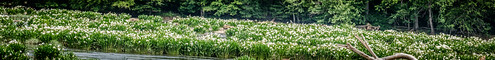Lansford Canal Spider Lilies-103