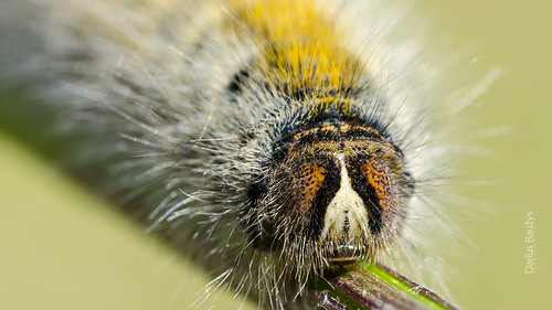 hairy detail macro nature grass moth caterpillar lasiocampidae eggar lasiocampa trifolii vikšras verpikas dobilinis