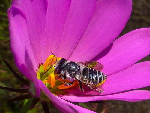 closeup bee pollinator sabatiadecandra bartramsrosepink