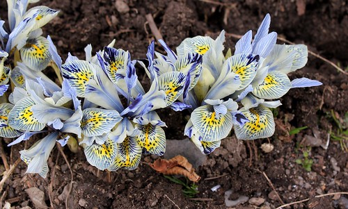 Iris winogradowii x histrioides 'Katharine Hodgkin'  32377890187_fa7f5beb79