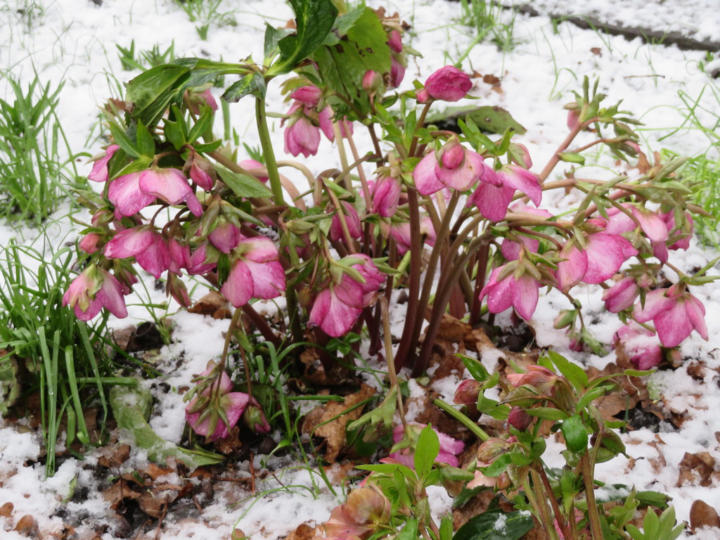 Flowers and snow.