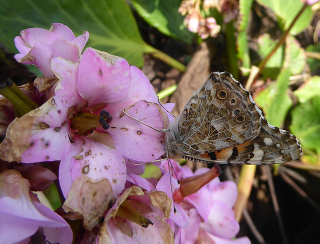 painted lady butterfly on bergenia