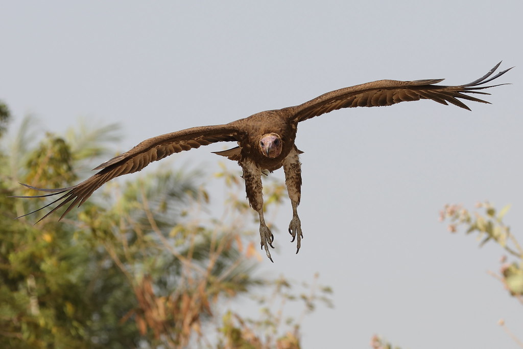Hooded Vulture  Necrosyrtes monachus