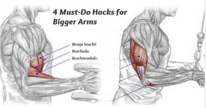 4 Must Do Hacks for Bigger Arms Fitness Workouts Exercises