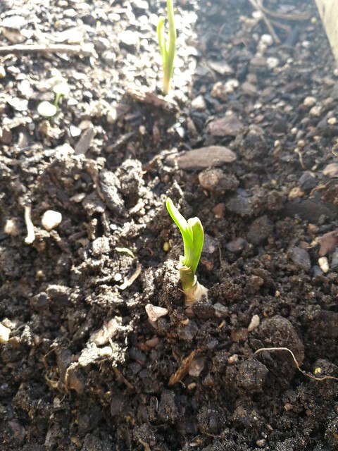 sprouting garlic