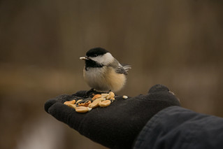 Photo: Feeding Chickadees by Mary Anne Pfrogner at Rocky River Reservation, Cleveland Metroparks, 24000 Valley Pkwy, North Olmsted, OH 44070