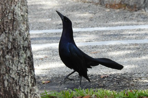 #32 Boat-tailed Grackle