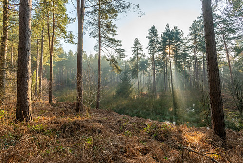 delamere forest mist pine trees winter spring sony a7rii mere cheshire 1740 light beams rays sunrise sunbeam