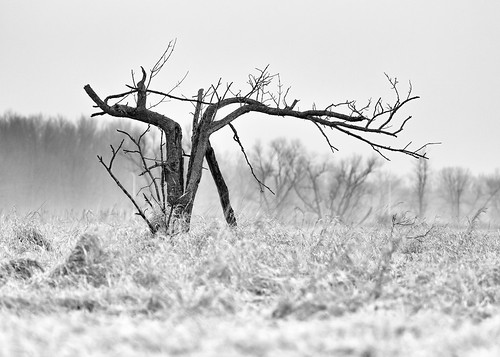 blackandwhite tree nature landscape monochrome wisconsin midwest canoneos5dmarkiii canonef100400mmf4556lisusm