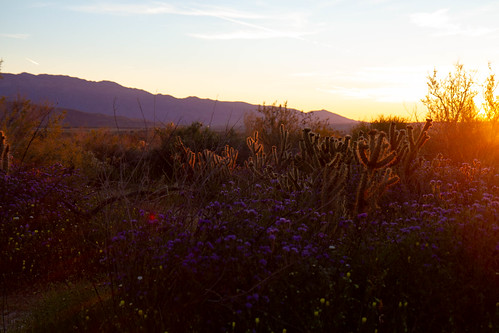 california stateparks unitedstates desert anzaborrego flowers superbloom anzaborregodesertstatepark cactus cholla southerncalifornia sunrise usa anzaborregostatepark