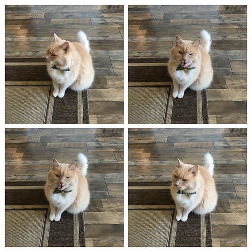 22february2019 2015 2017 animal cat norio portrait montage autogenerated floor rug shinglesprings california