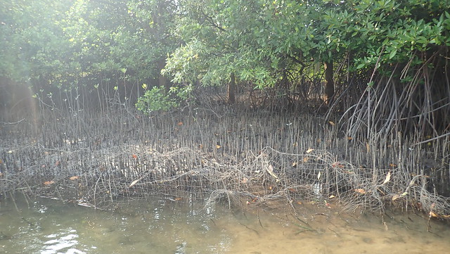Fishing nets tied to mangrove trees