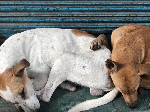 City Life - Two Dogs in Love, Pahari Imli