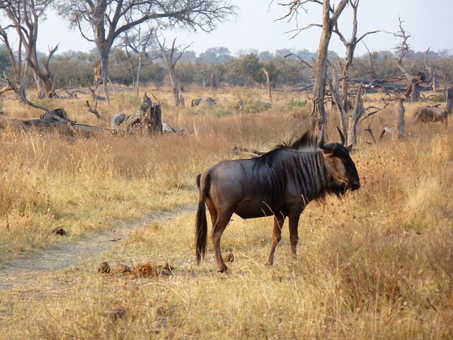 Vuelo sobre el Delta del Okavango. Llegamos a Moremi. - POR ZIMBABWE Y BOTSWANA, DE NOVATOS EN EL AFRICA AUSTRAL (32)