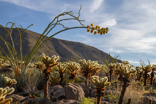 california stateparks unitedstates desert anzaborrego anzaborregostatepark cactuslooptrail anzaborregodesertstatepark cactus cholla southerncalifornia ocotillo usa agave