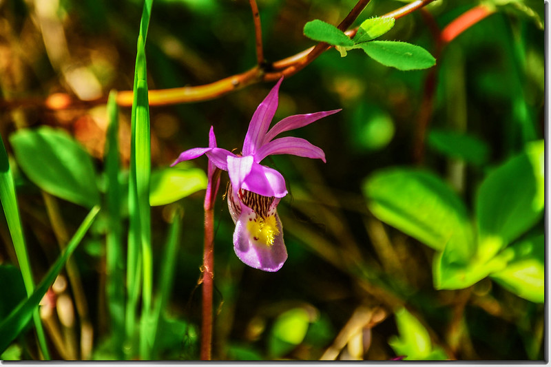 Fairy Slipper orchid (5)
