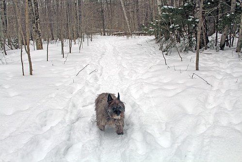 vermont winter nature snow outdoors animals dogs cairnterriers pets
