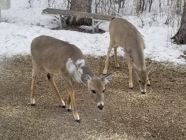 20190319.piebald.whitetail.deer