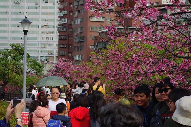 Cherry Blossoms - Taipei, Taiwan