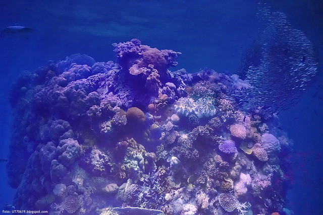Great Barrier Reef Ausstellung