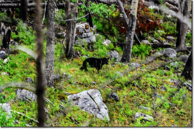 Bear in the Jasper National Park