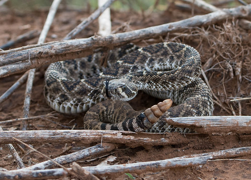 animal fishercounty northamerica rpqrr reptile snake texas unitedstates viper viperidae westerndiamondbackrattlesnake